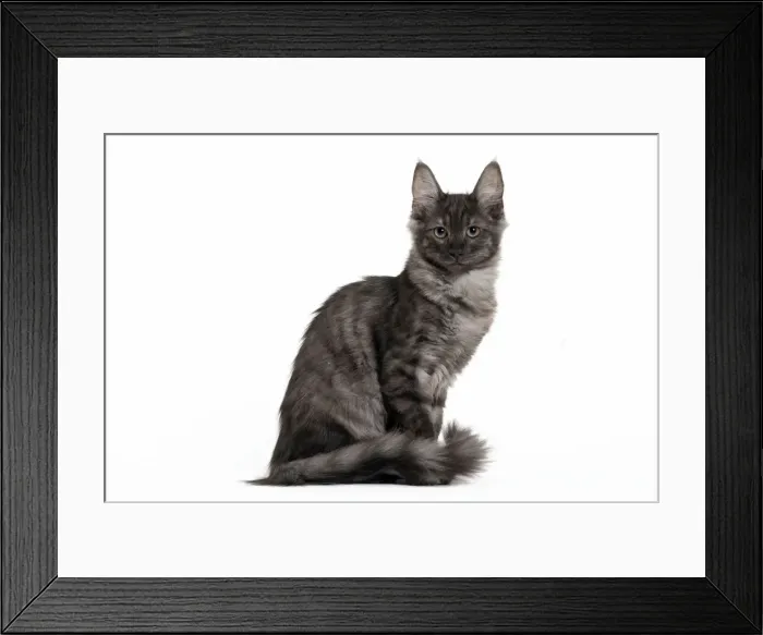 Framed Print : Picture No. 11092693 Framed Print : Picture No. 11092693
