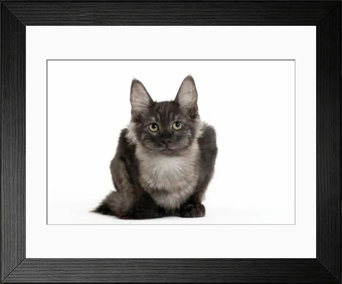 Framed Print : Picture No. 11092696 Framed Print : Picture No. 11092696