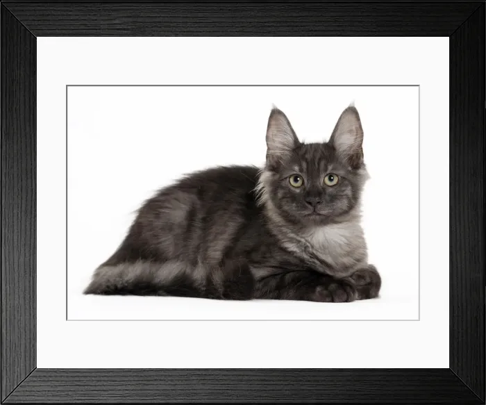 Framed Print : Picture No. 11092697 Framed Print : Picture No. 11092697