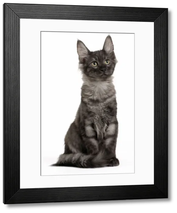 Framed Print : Picture No. 11092694 Framed Print : Picture No. 11092694