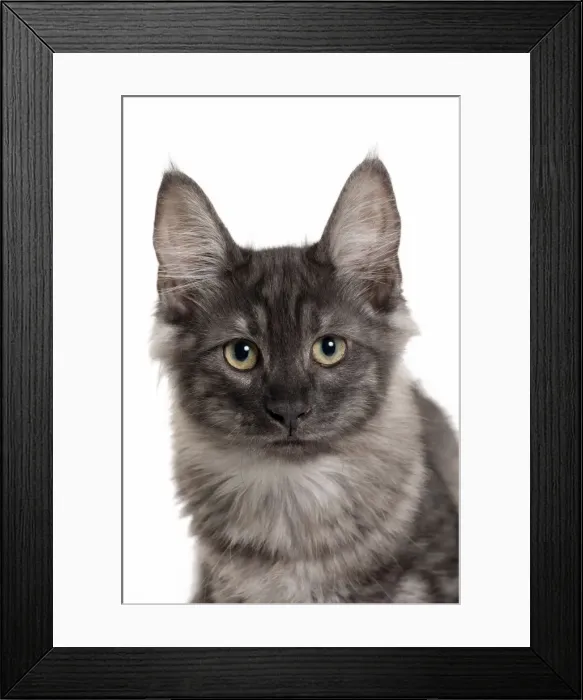 Framed Print : Picture No. 11092699 Framed Print : Picture No. 11092699