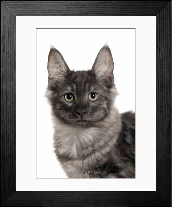 Framed Print : Picture No. 11092698 Framed Print : Picture No. 11092698