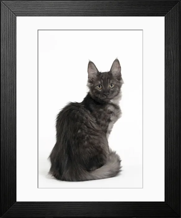 Framed Print : Picture No. 11092701 Framed Print : Picture No. 11092701