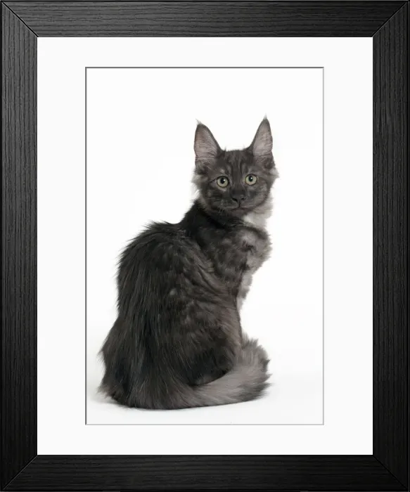 Framed Print : Picture No. 11092700 Framed Print : Picture No. 11092700