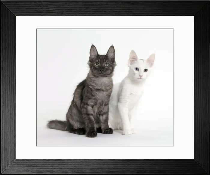 Framed Print : Picture No. 11092703 Framed Print : Picture No. 11092703