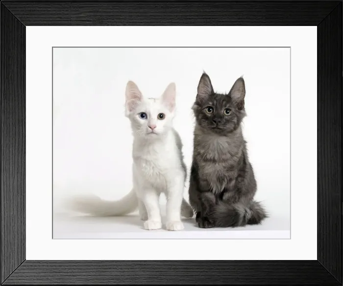 Framed Print : Picture No. 11092702 Framed Print : Picture No. 11092702