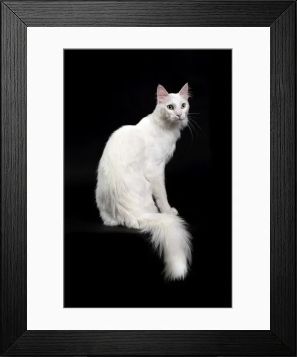 Framed Print : Picture No. 11092704 Framed Print : Picture No. 11092704