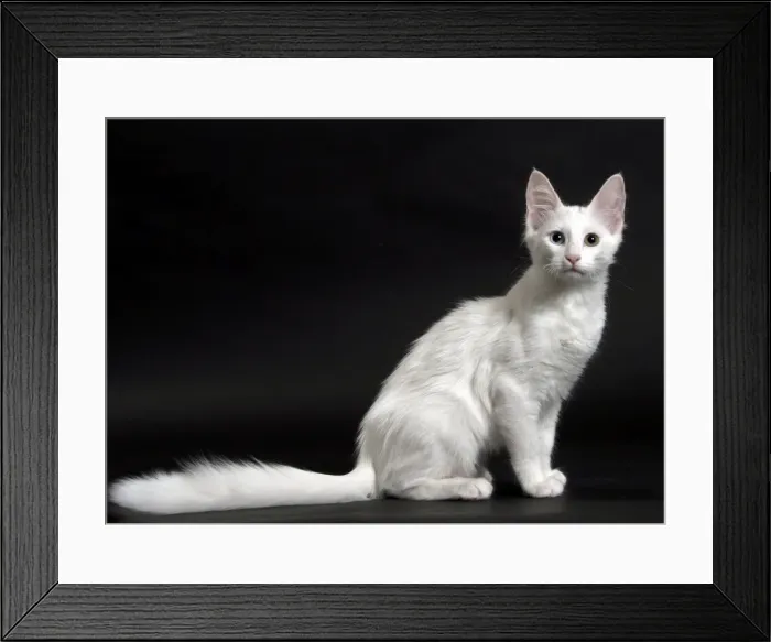 Framed Print : Picture No. 11092705 Framed Print : Picture No. 11092705