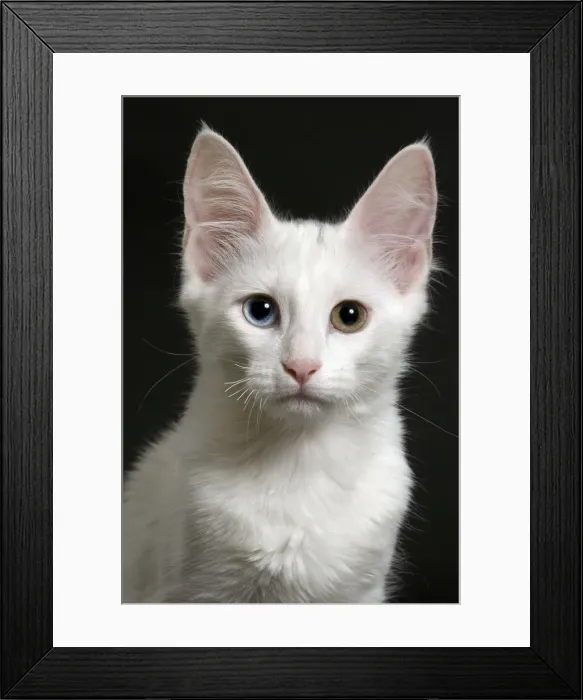 Framed Print : Picture No. 11092707 Framed Print : Picture No. 11092707