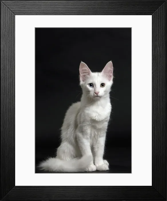 Framed Print : Picture No. 11092706 Framed Print : Picture No. 11092706