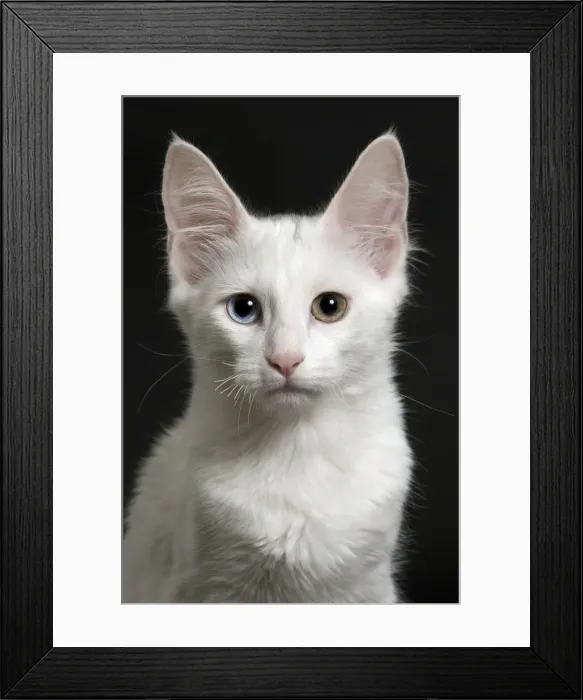 Framed Print : Picture No. 11092708 Framed Print : Picture No. 11092708