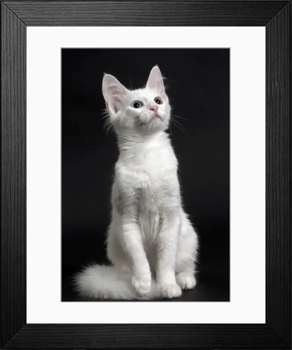 Framed Print : Picture No. 11092709 Framed Print : Picture No. 11092709