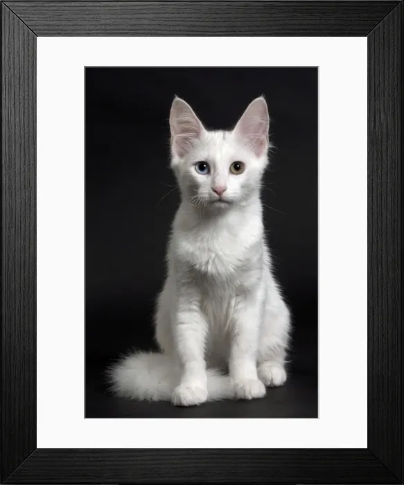Framed Print : Picture No. 11092710 Framed Print : Picture No. 11092710