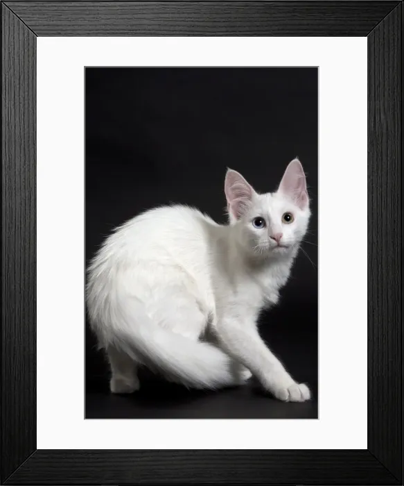 Framed Print : Picture No. 11092711 Framed Print : Picture No. 11092711