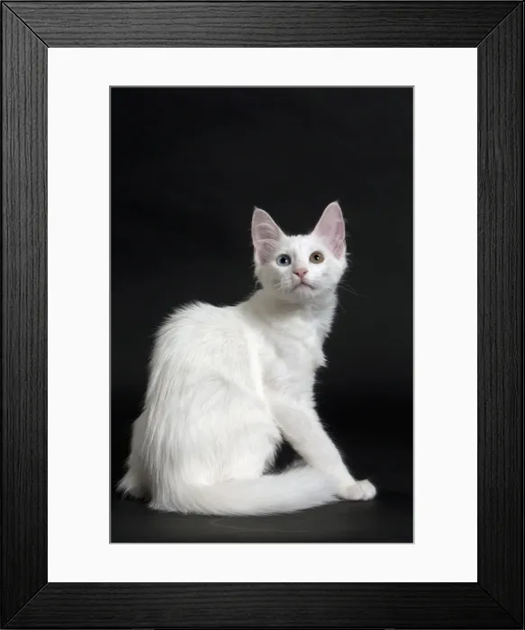 Framed Print : Picture No. 11092713 Framed Print : Picture No. 11092713