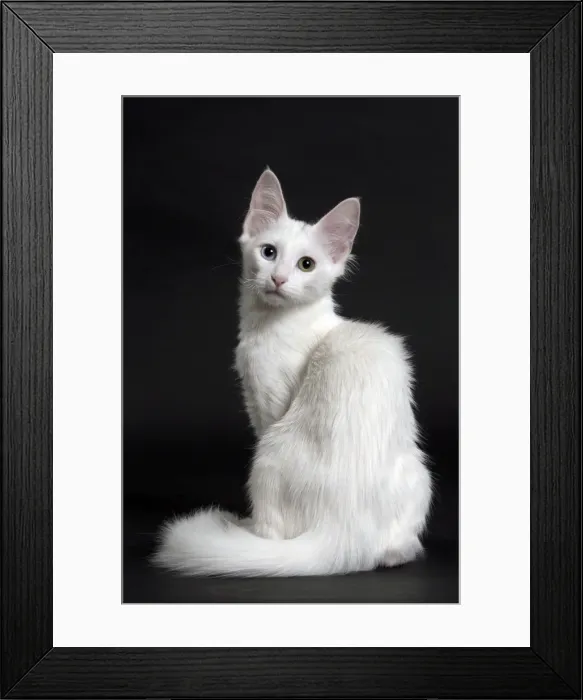 Framed Print : Picture No. 11092714 Framed Print : Picture No. 11092714