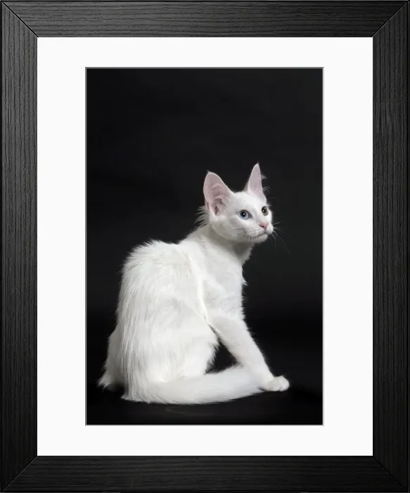 Framed Print : Picture No. 11092712 Framed Print : Picture No. 11092712
