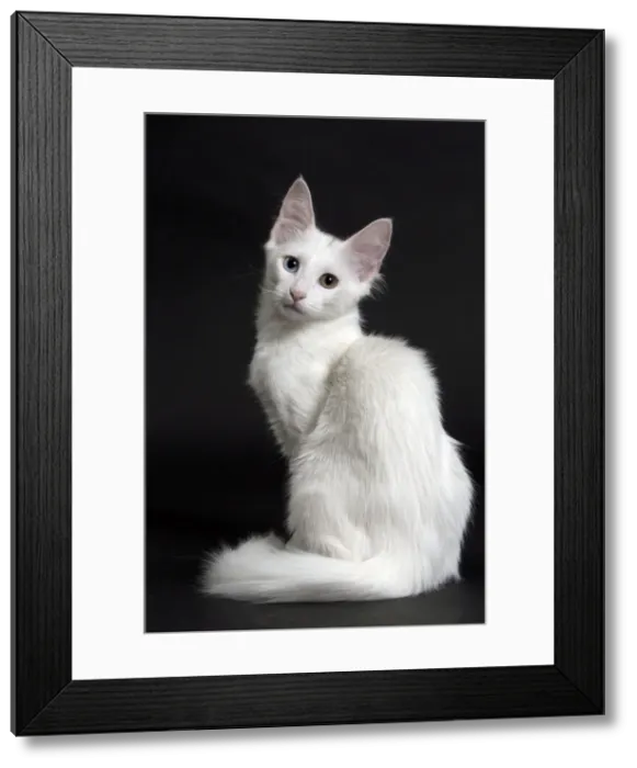Framed Print : Picture No. 11092716 Framed Print : Picture No. 11092716