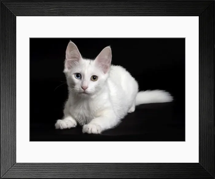 Framed Print : Picture No. 11092717 Framed Print : Picture No. 11092717