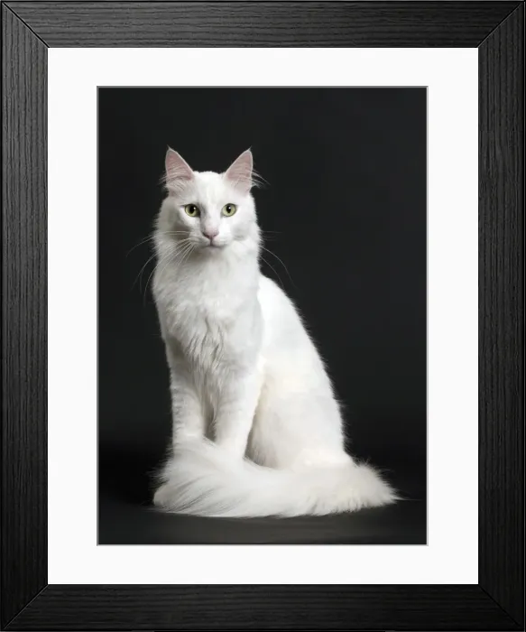 Framed Print : Picture No. 11092718 Framed Print : Picture No. 11092718