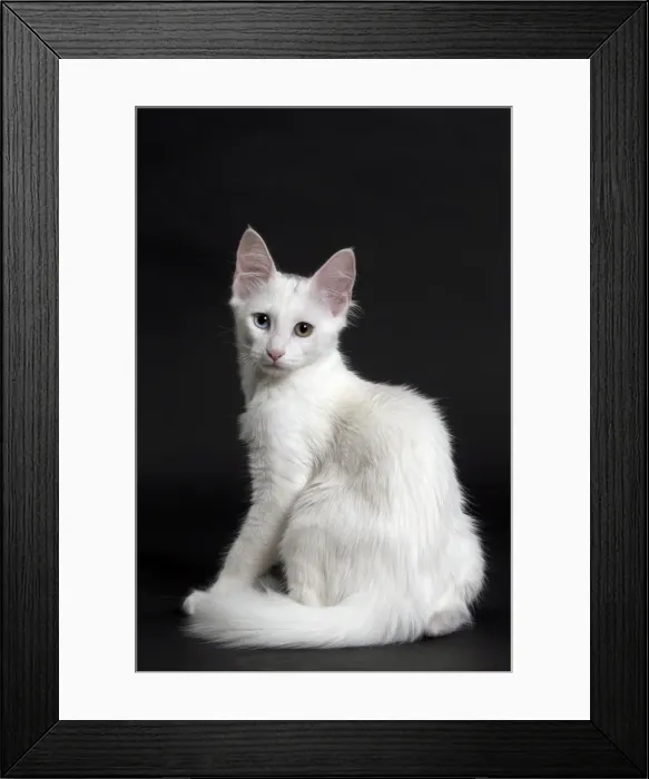 Framed Print : Picture No. 11092715 Framed Print : Picture No. 11092715