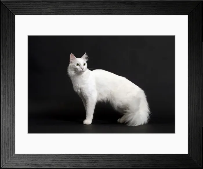 Framed Print : Picture No. 11092720 Framed Print : Picture No. 11092720