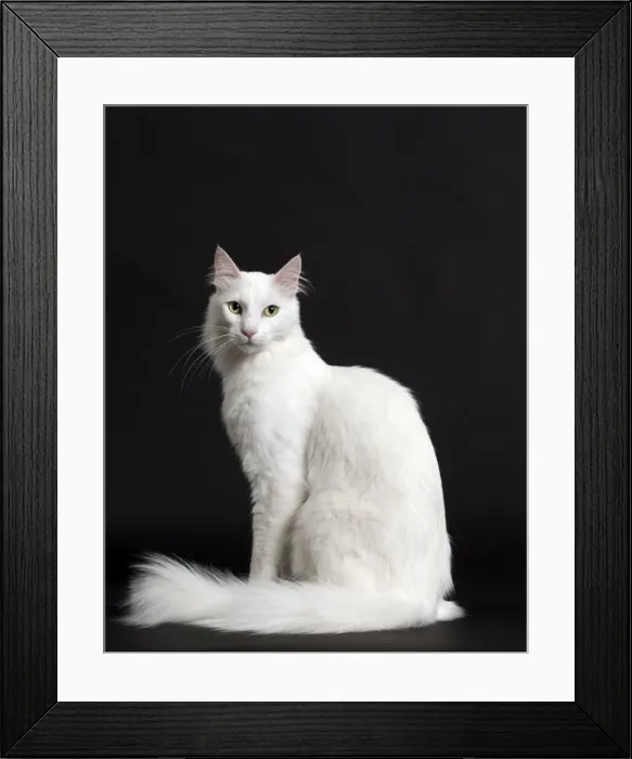 Framed Print : Picture No. 11092721 Framed Print : Picture No. 11092721