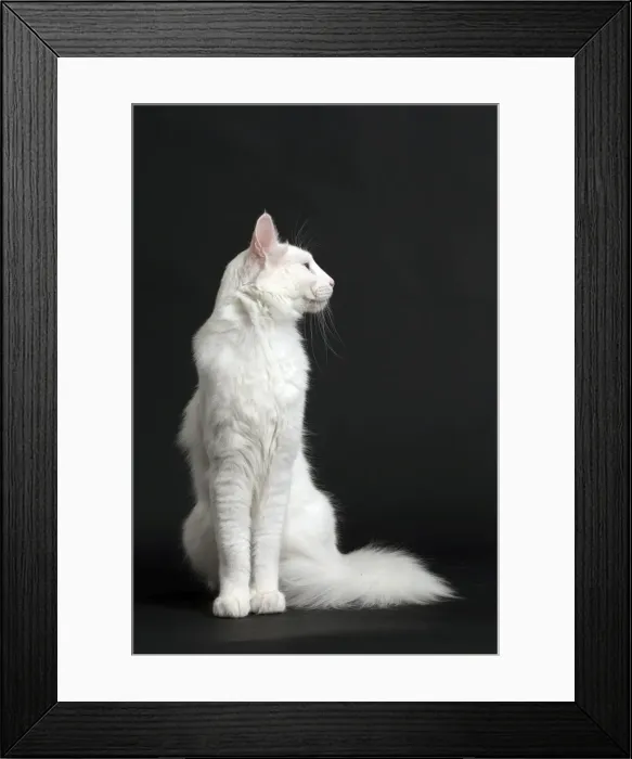 Framed Print : Picture No. 11092719