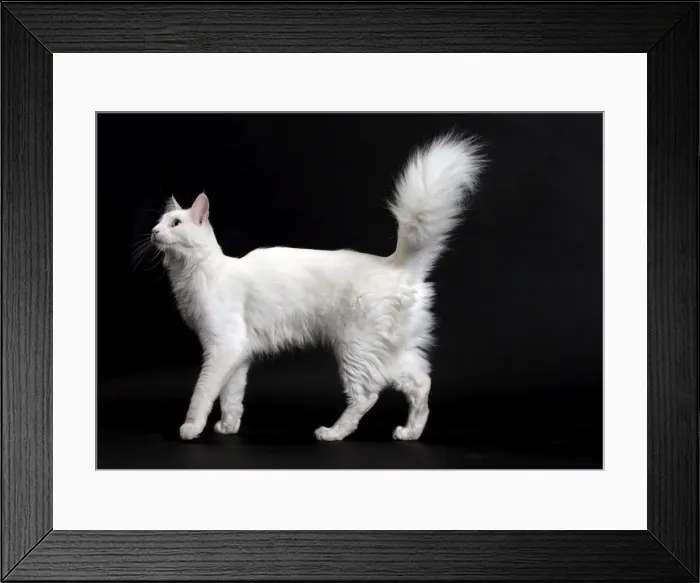 Framed Print : Picture No. 11092722 Framed Print : Picture No. 11092722