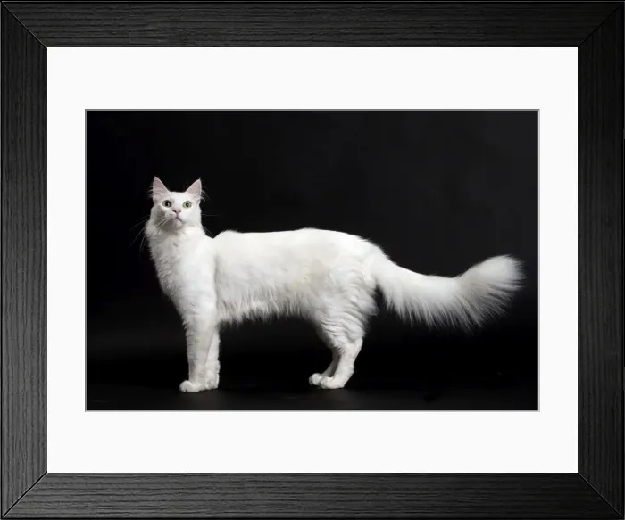 Framed Print : Picture No. 11092724 Framed Print : Picture No. 11092724