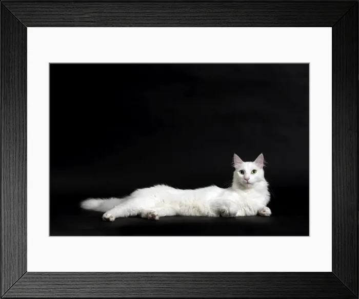 Framed Print : Picture No. 11092725 Framed Print : Picture No. 11092725