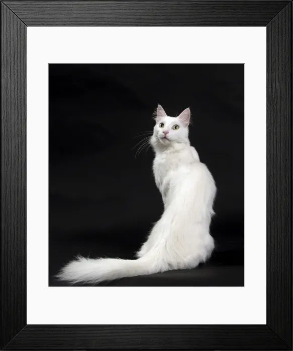 Framed Print : Picture No. 11092726 Framed Print : Picture No. 11092726