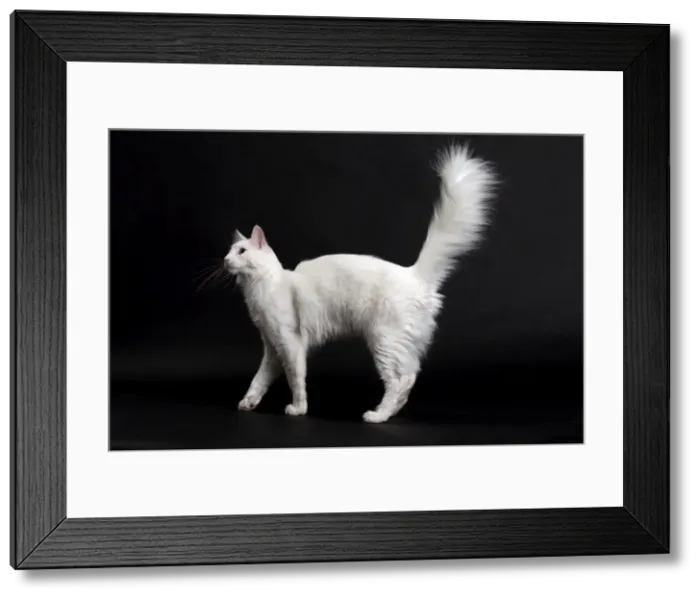 Framed Print : Picture No. 11092723 Framed Print : Picture No. 11092723