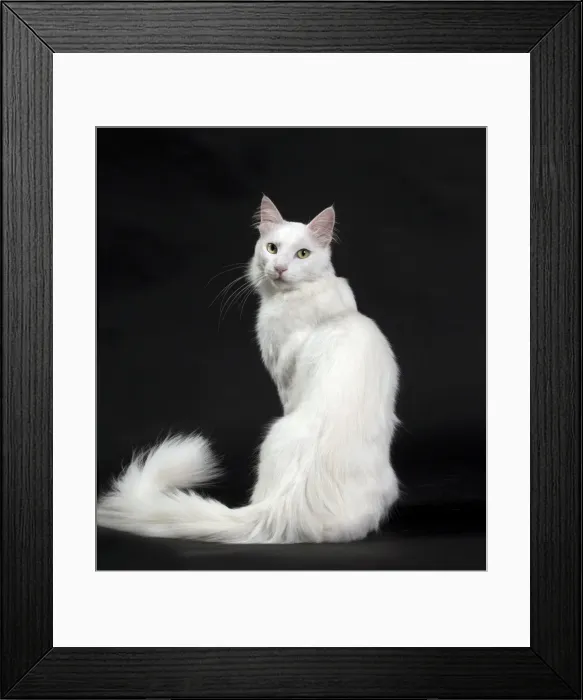 Framed Print : Picture No. 11092727 Framed Print : Picture No. 11092727