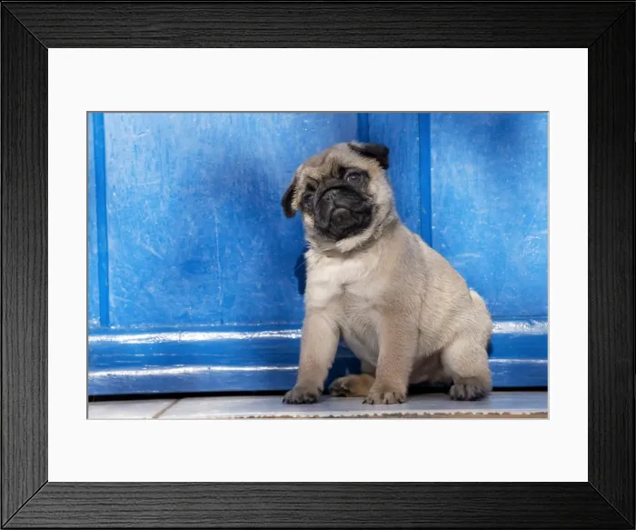 Framed Print : Picture No. 11092728 Framed Print : Picture No. 11092728