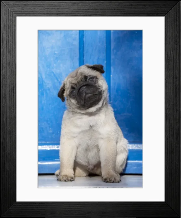 Framed Print : Picture No. 11092730 Framed Print : Picture No. 11092730