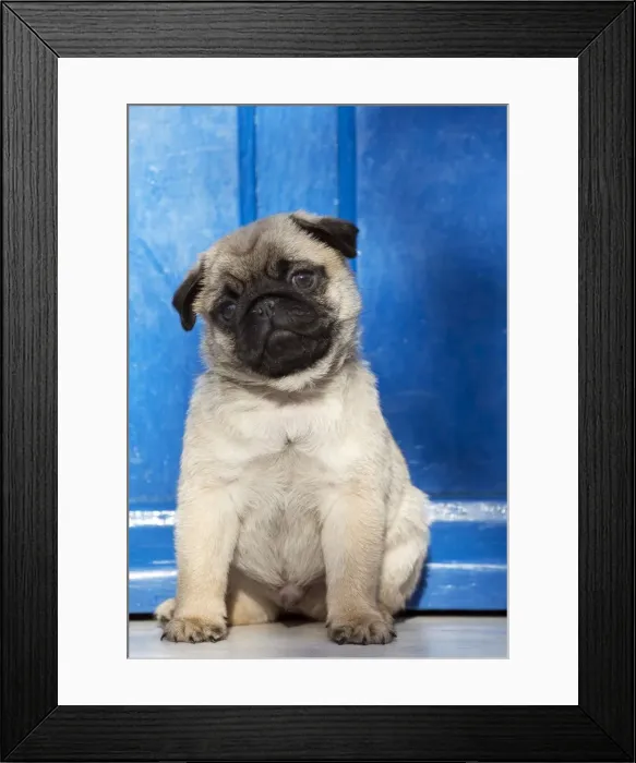 Framed Print : Picture No. 11092729 Framed Print : Picture No. 11092729
