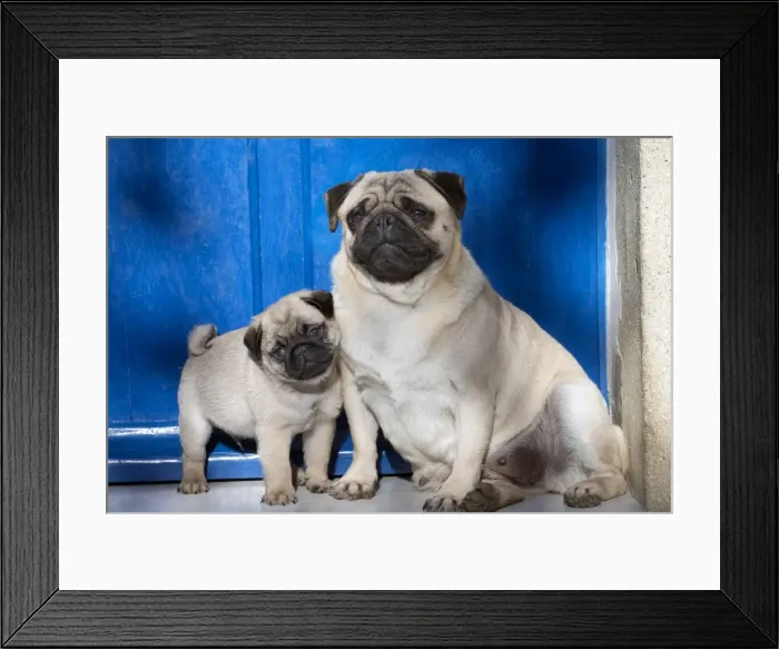 Framed Print : Picture No. 11092732 Framed Print : Picture No. 11092732