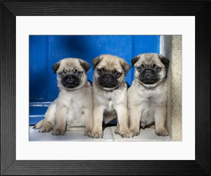 Framed Print : Picture No. 11092733 Framed Print : Picture No. 11092733
