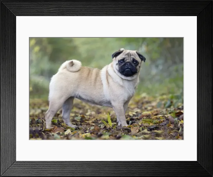 Framed Print : Picture No. 11092736 Framed Print : Picture No. 11092736