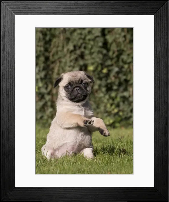 Framed Print : Picture No. 11092738 Framed Print : Picture No. 11092738