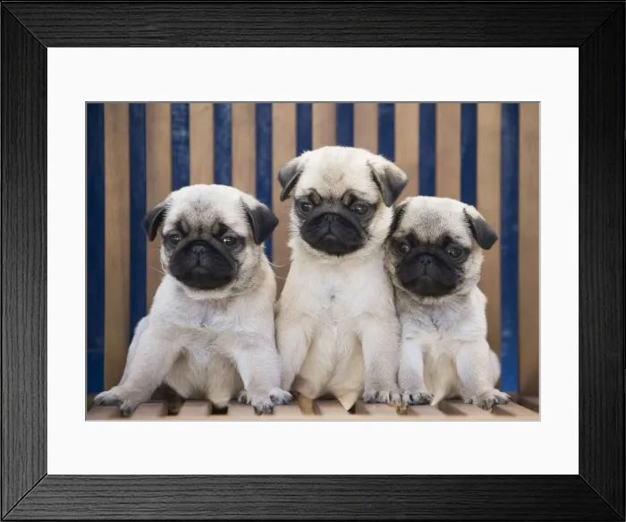 Framed Print : Picture No. 11092740 Framed Print : Picture No. 11092740