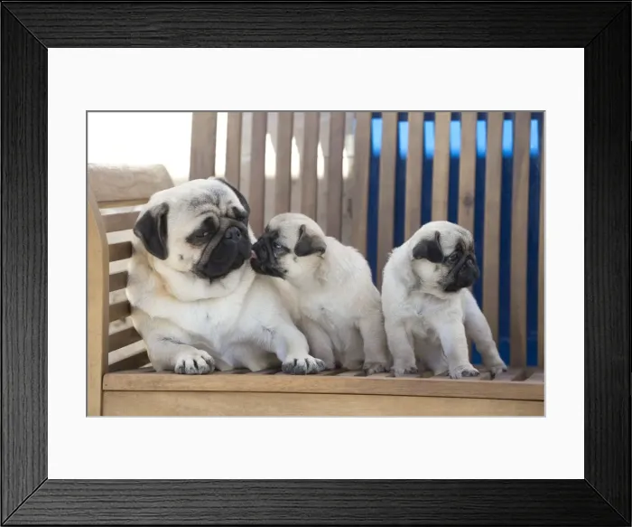 Framed Print : Picture No. 11092744 Framed Print : Picture No. 11092744