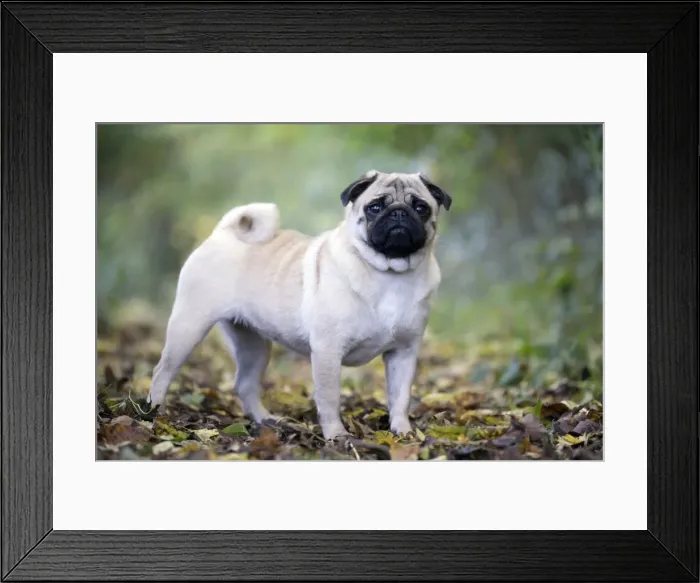 Framed Print : Picture No. 11092747 Framed Print : Picture No. 11092747