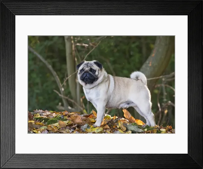 Framed Print : Picture No. 11092749