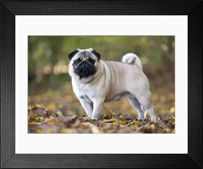 Framed Print : Picture No. 11092750 Framed Print : Picture No. 11092750
