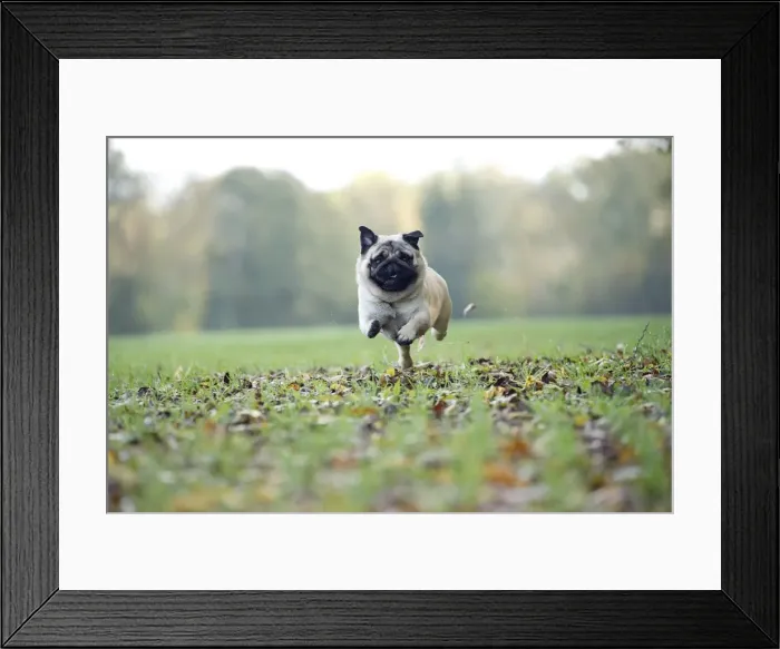 Framed Print : Picture No. 11092752 Framed Print : Picture No. 11092752