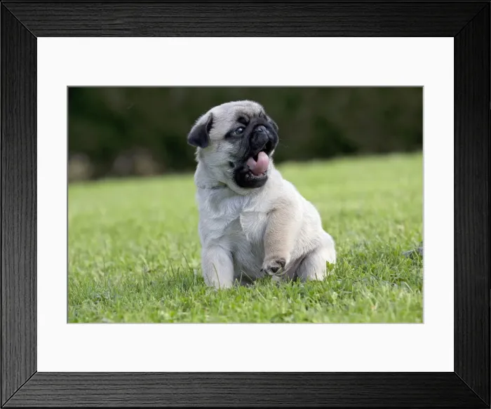 Framed Print : Picture No. 11092754 Framed Print : Picture No. 11092754