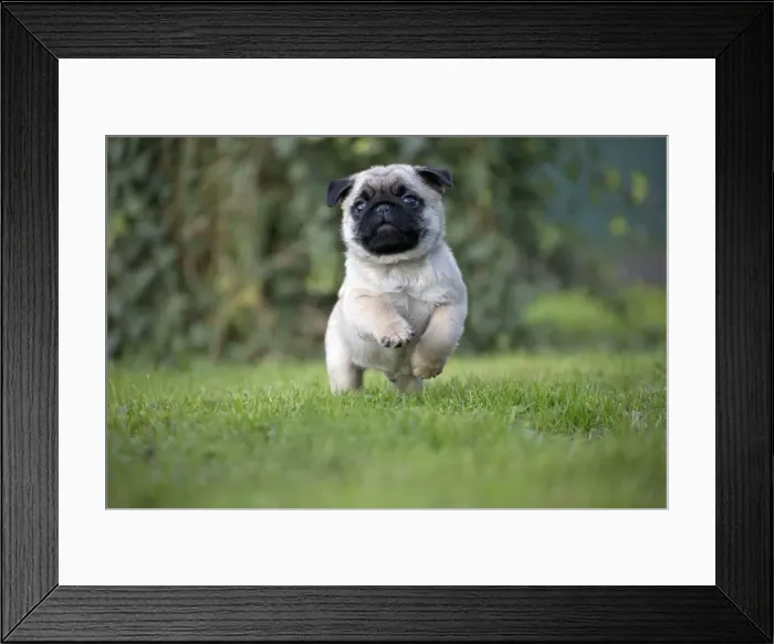 Framed Print : Picture No. 11092756 Framed Print : Picture No. 11092756