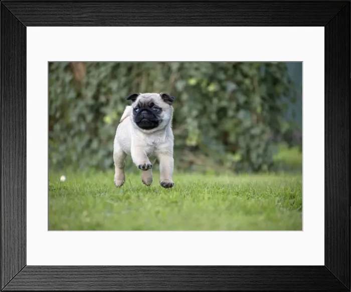 Framed Print : Picture No. 11092757 Framed Print : Picture No. 11092757